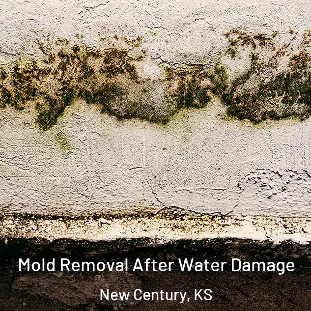  Mold Removal After Water Damage New Century, KS